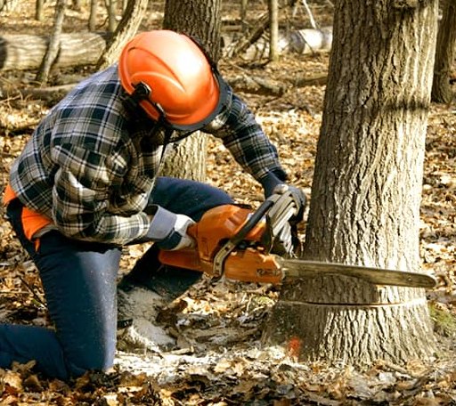 Tree Removal in Aurora, KS